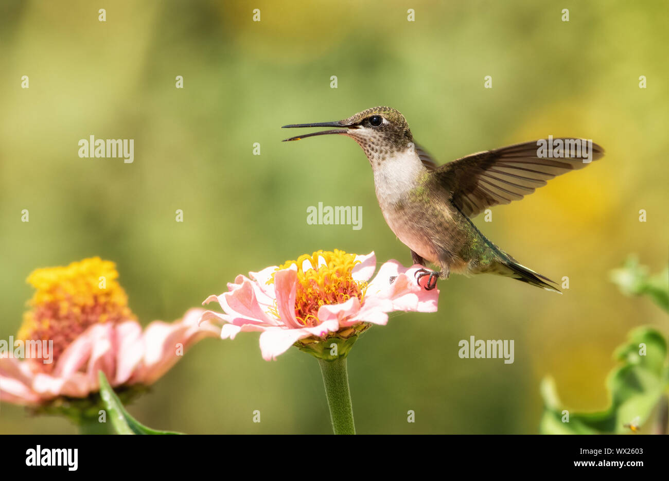 I capretti maschio Ruby-throated Hummingbird seduto su una luce rosa Zinnia fiore con le sue ali aperte in condizioni di intensa luce del sole di mattina Foto Stock