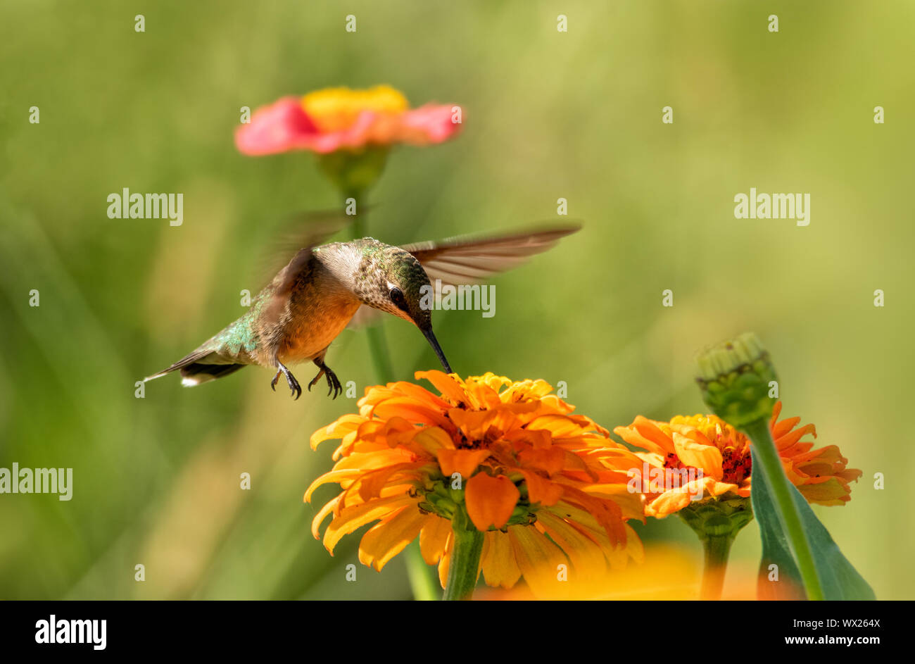 Bella Hummingbird getting nettare da un arancio Zinnia fiore nel giardino estivo Foto Stock