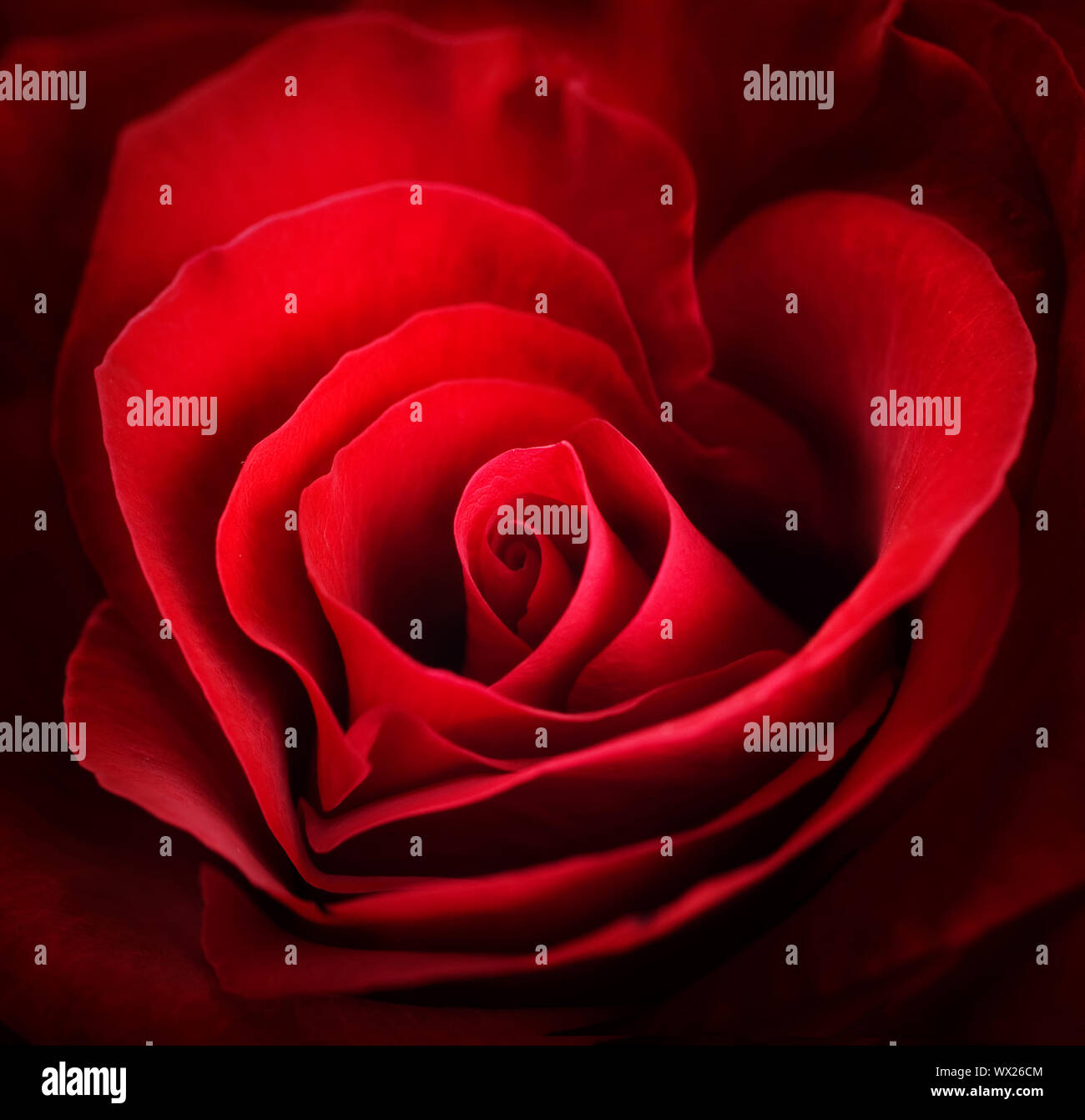 Valentino Red Rose. A forma di cuore Foto Stock