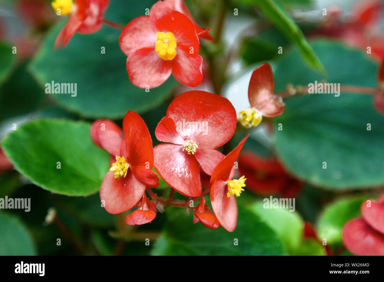 Occupato Lizzie, rosso fiori lucido Foto Stock