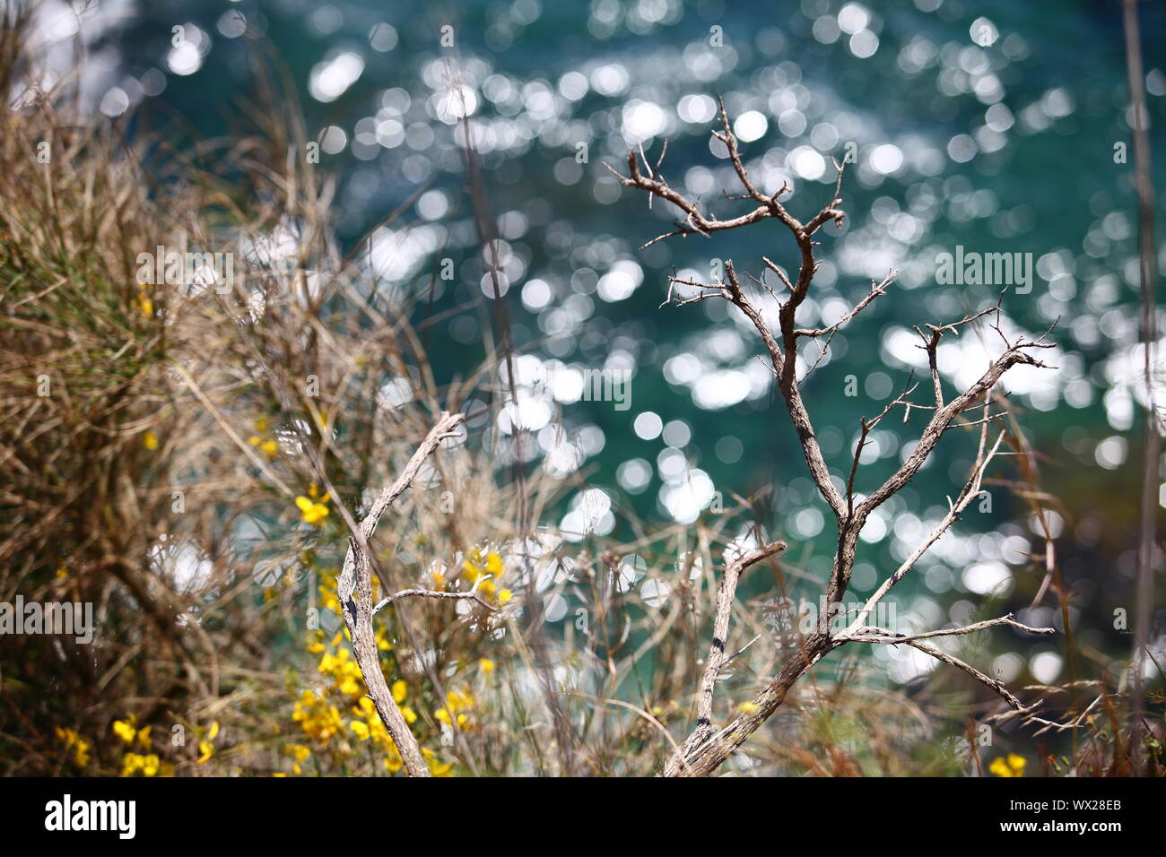 Sun vegetazione secca Foto Stock