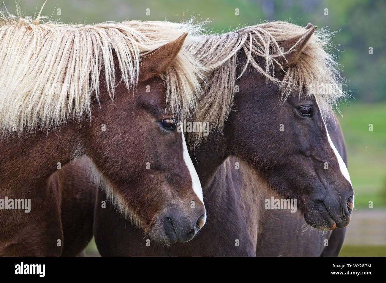 Islandese cavallo (Equus caballus ferus), due cavalli islandesi in piedi insieme, ritratto, Islanda Foto Stock