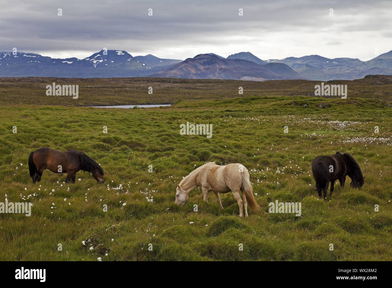 Celandic cavalli (Equus caballus ferus) nel verde paesaggio, Stykkishólmur, Snaefellsnes, Islanda Foto Stock