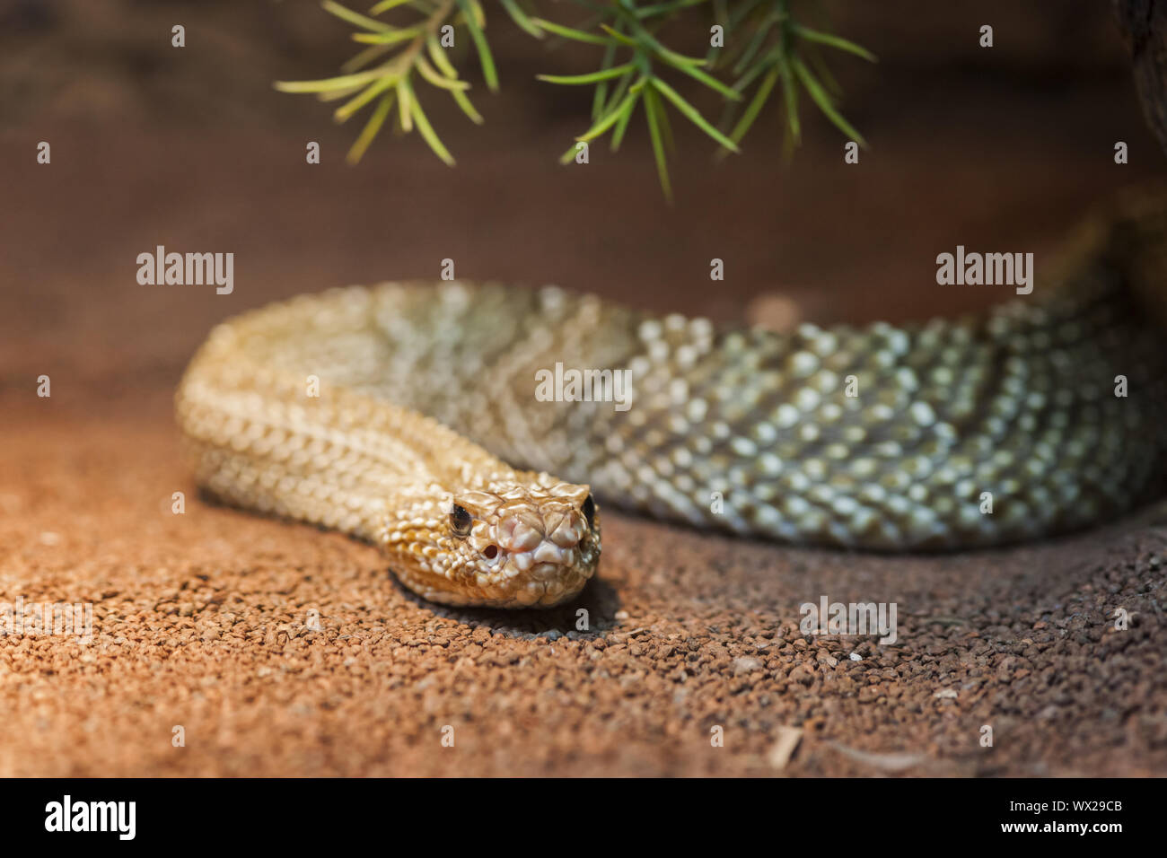 Crotolus basiliscus Foto Stock