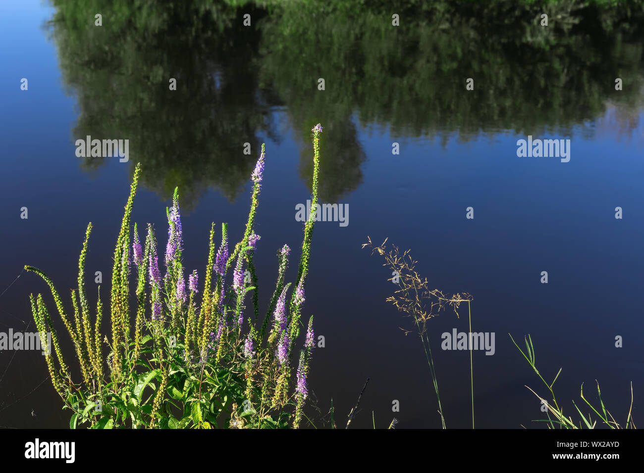Erba di prato e fiori sulla riva del fiume Foto Stock