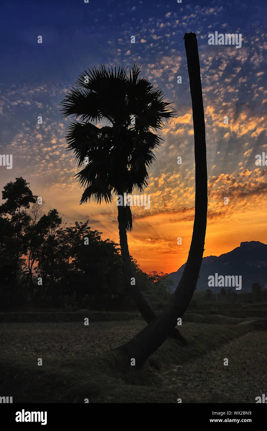 Tramonto nei campi Foto Stock
