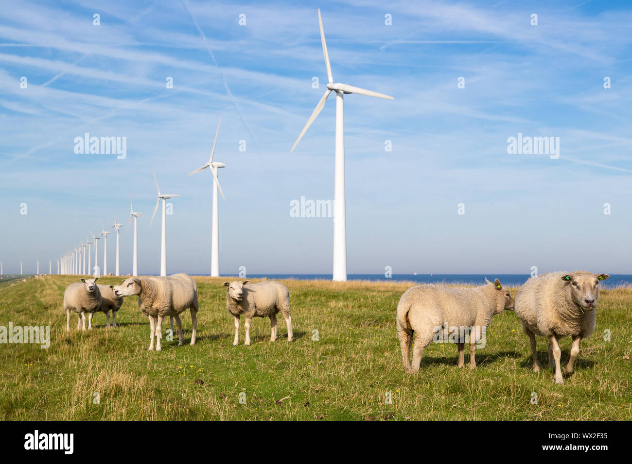 Lunga fila olandese di turbine eoliche con allevamento di ovini in parte anteriore Foto Stock