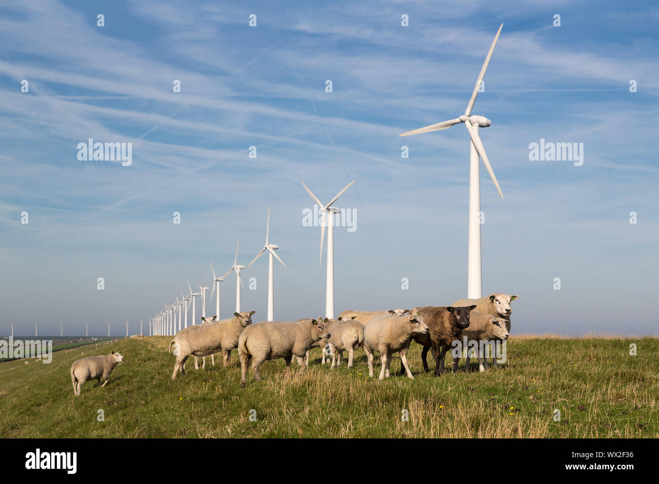 Lunga fila olandese di turbine eoliche con allevamento di ovini in parte anteriore Foto Stock