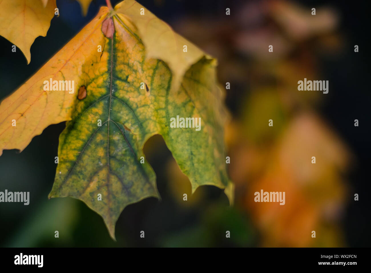 La colorazione del fogliame battente singolo Foto Stock