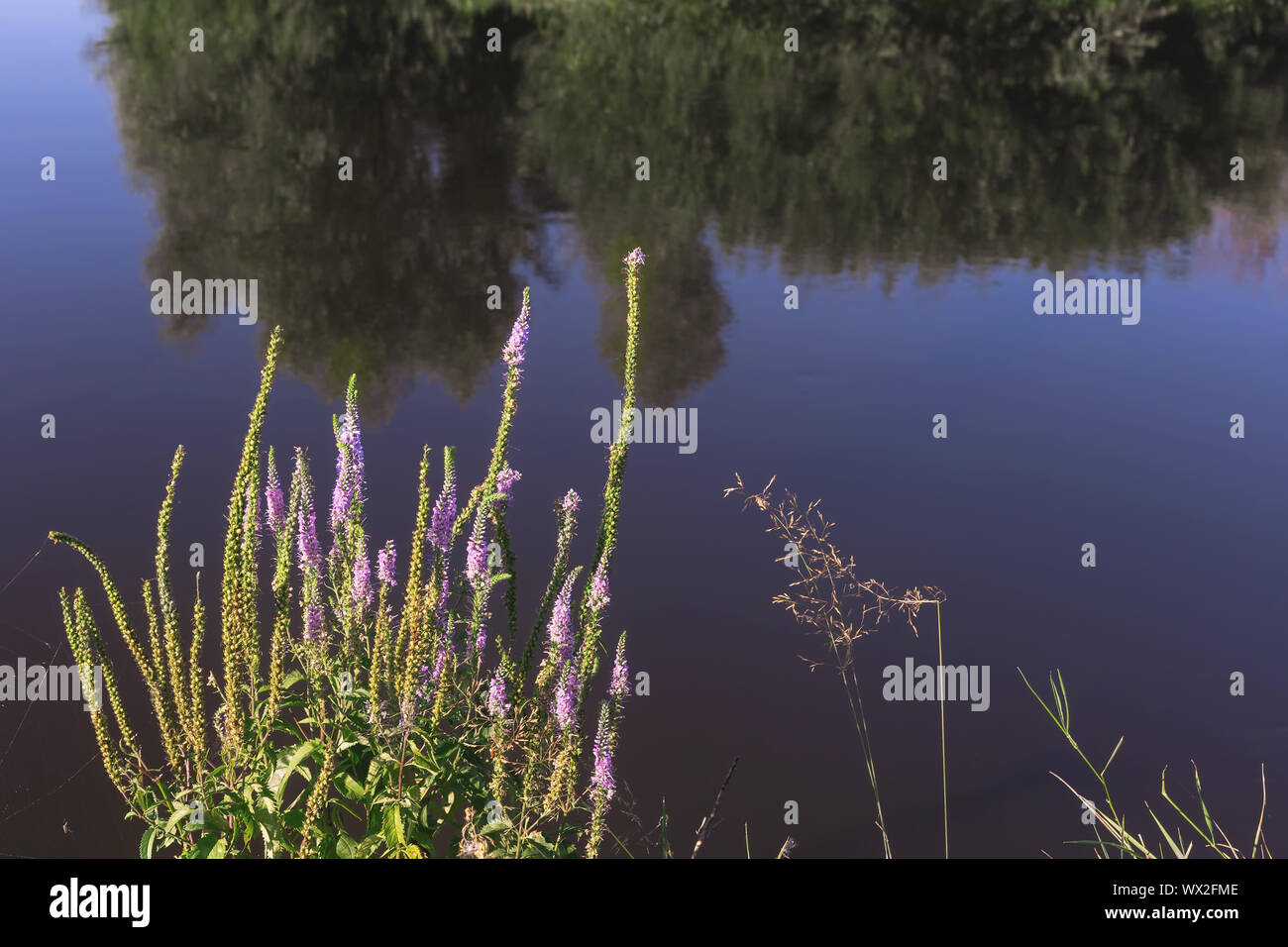 Erba di prato e fiori sulla riva del fiume. Foto Stock
