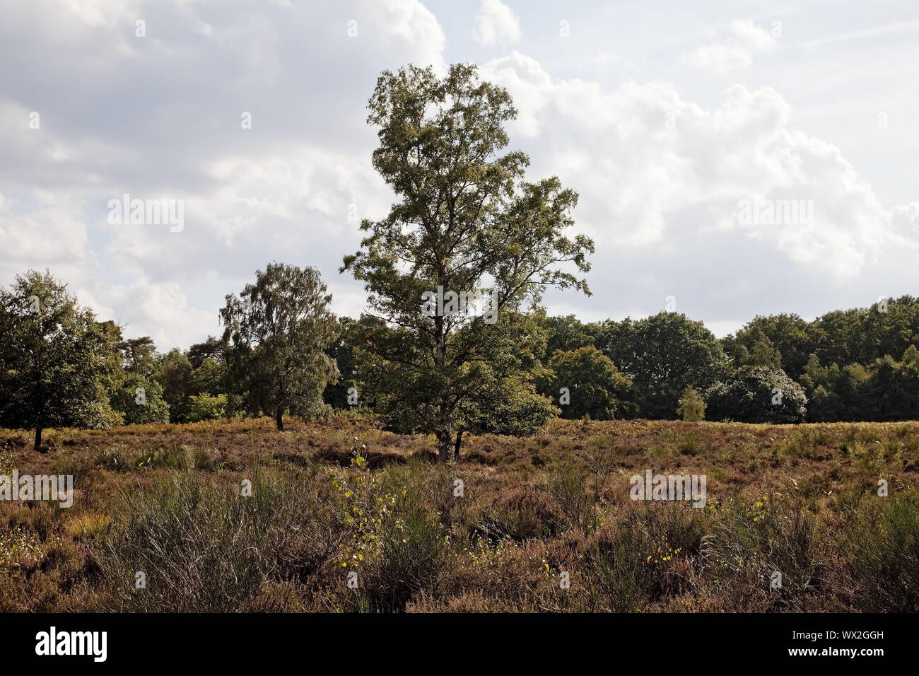 Paesaggio in riserva naturale Wahner heath, Troisdorf, Renania settentrionale-Vestfalia, Germania, Europa Foto Stock