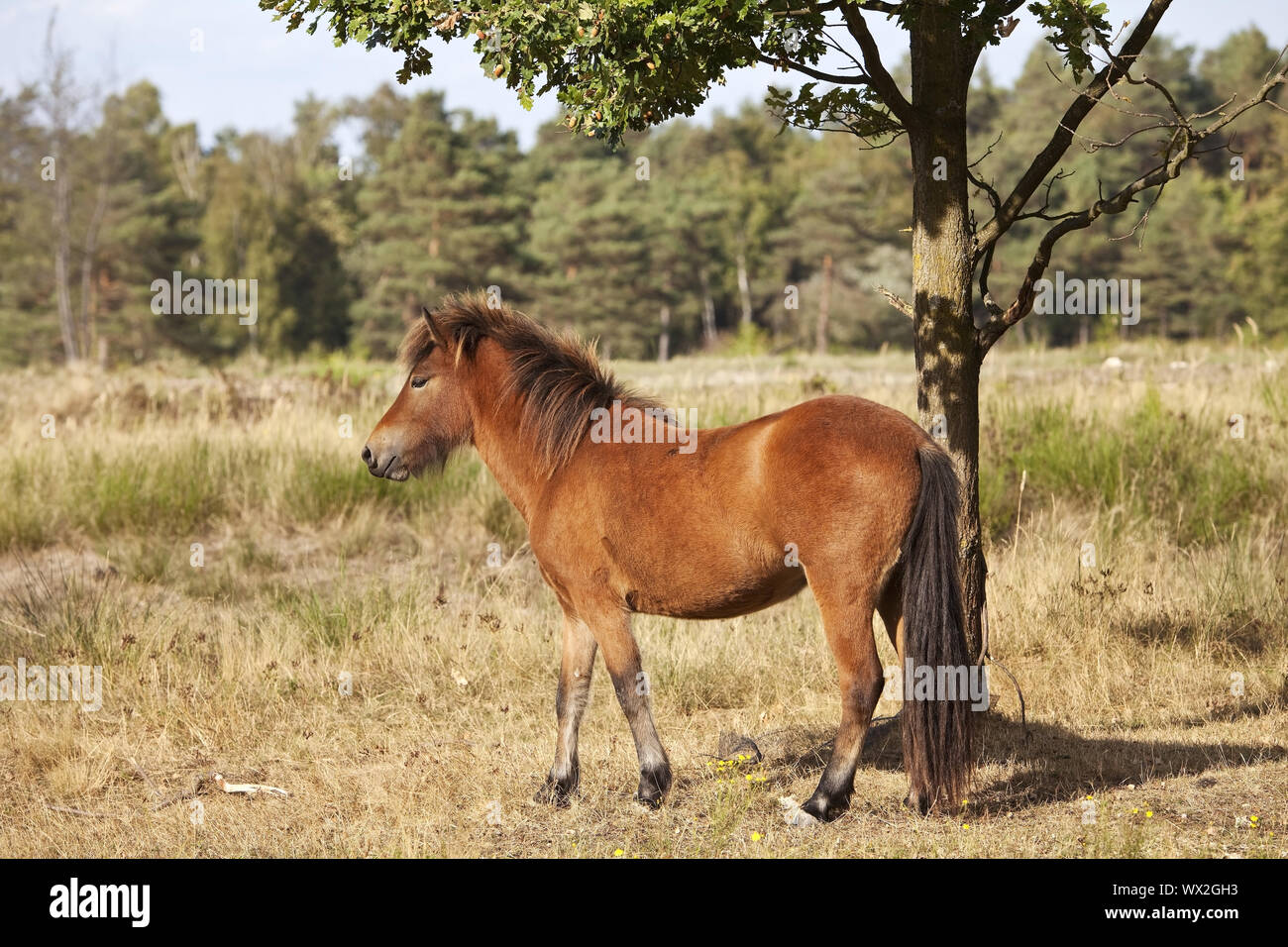 Islandese cavallo (Equus caballus ferus), riserva naturale di Wahner heath, Troisdorf Germania, Europa Foto Stock