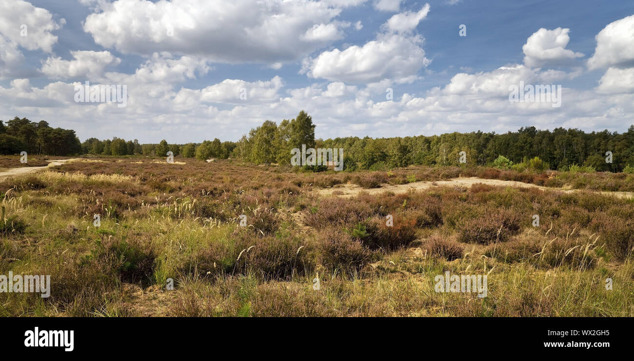Brughiera, riserva naturale Wahner Heide, Troisdorf, Renania settentrionale-Vestfalia, Germania, Europa Foto Stock