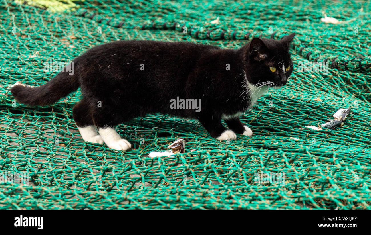 Feral cat cerca di scarti di pesce in un fishermens net. Foto Stock