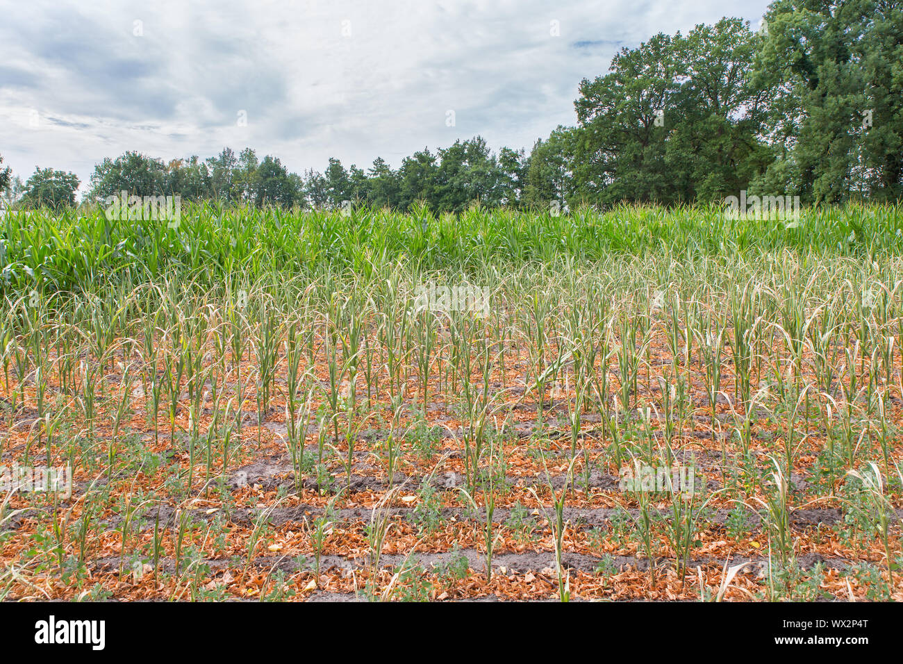 Danni agricoli siccità nel campo di grano Foto Stock