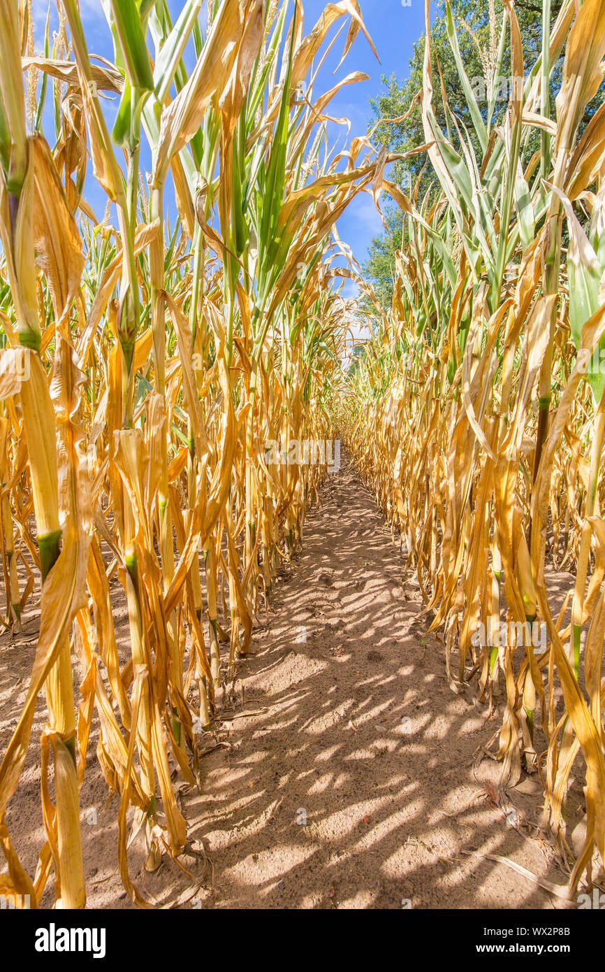 Essiccato piante di mais come danni agricoli Foto Stock