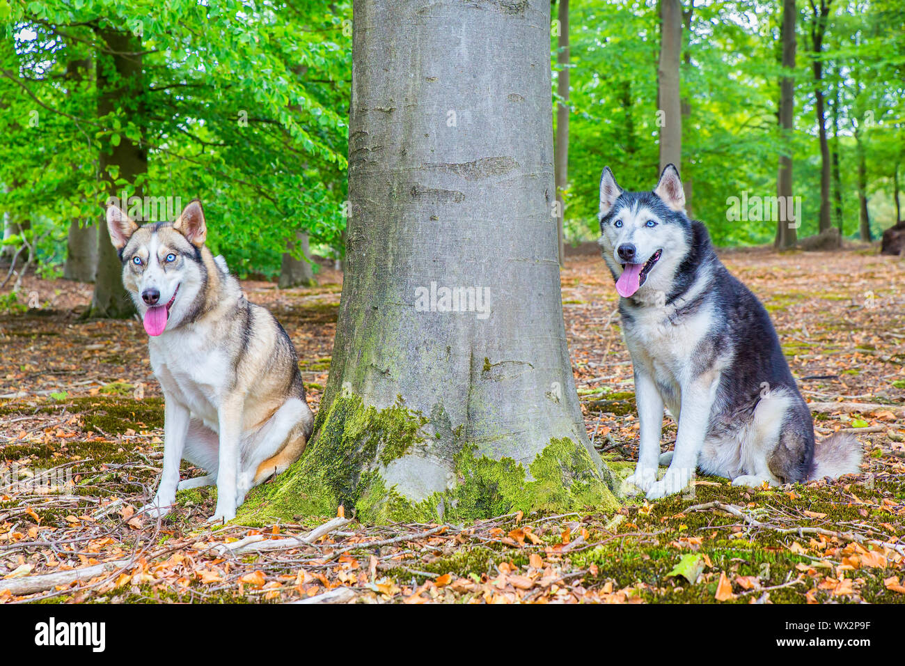 Due huskies sedersi insieme nella foresta di faggio Foto Stock