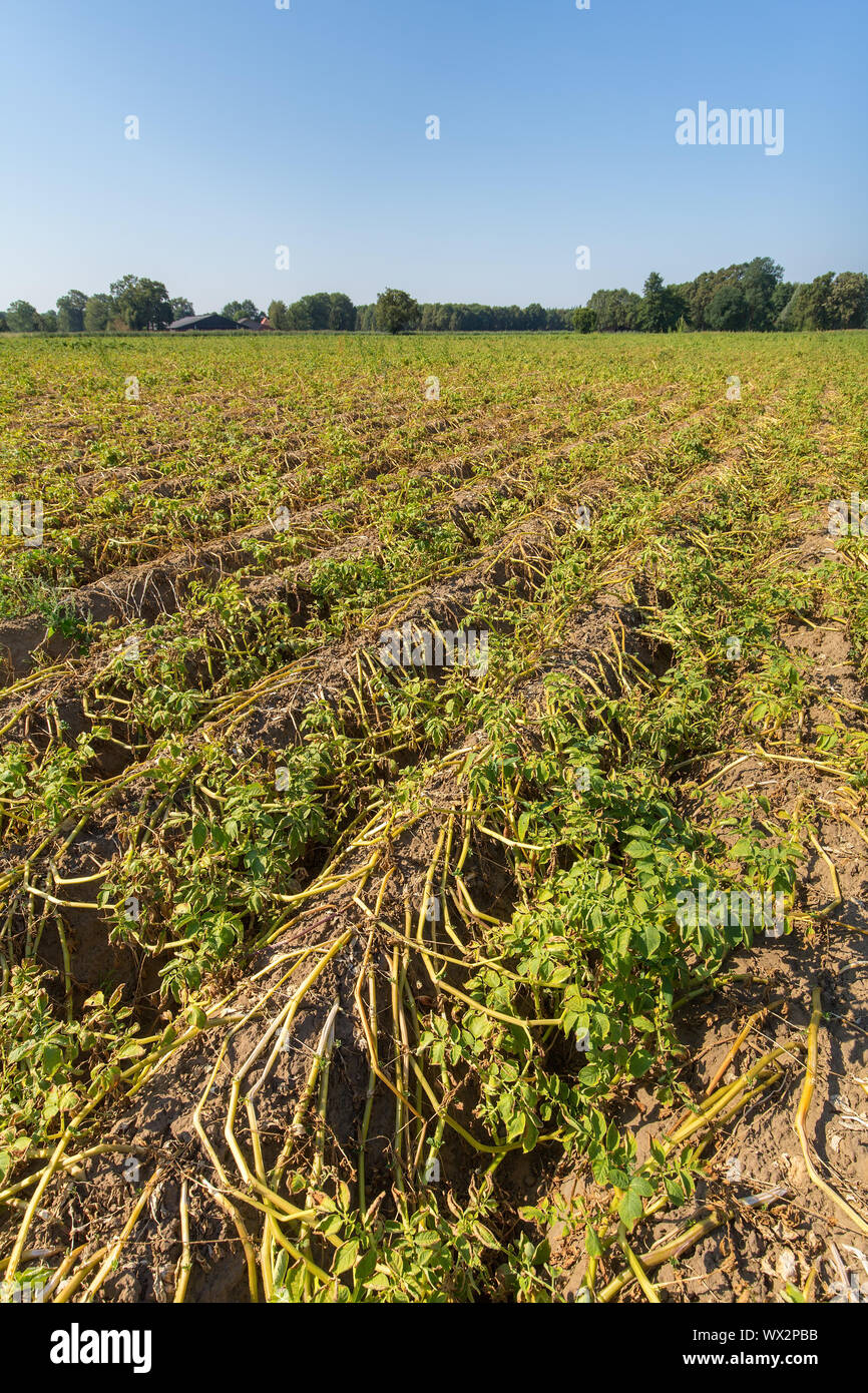 Morendo appassiti piante su olandese campo di patate Foto Stock