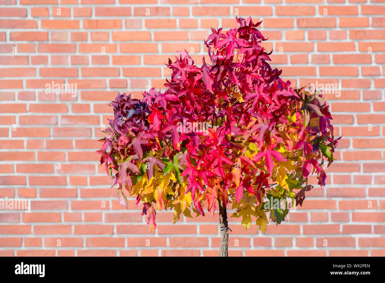 Aceri rossi su albero in autunno con la parete Foto Stock