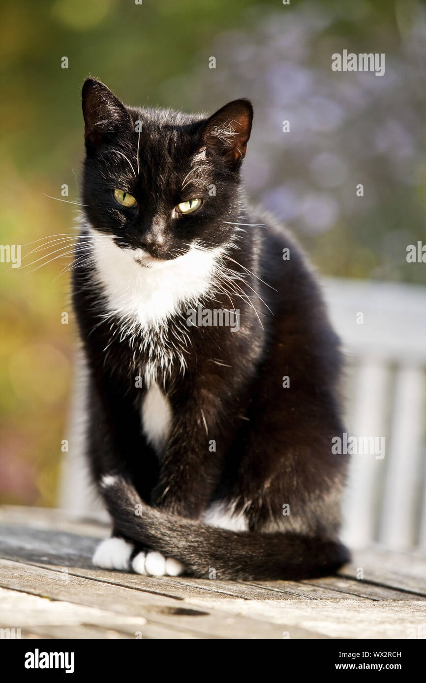 Il gatto domestico, il gatto di casa, (Felis silvestris f. catus), bianco e nero gatto seduto su un tavolo Foto Stock