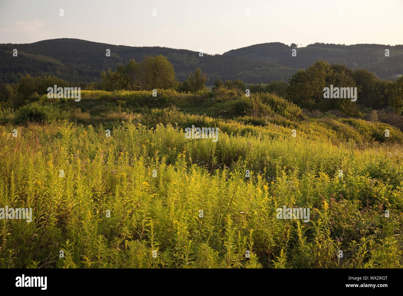 Riserva naturale Hoennetal, Balve, Sauerland, Renania settentrionale-Vestfalia, Germania, Europa Foto Stock