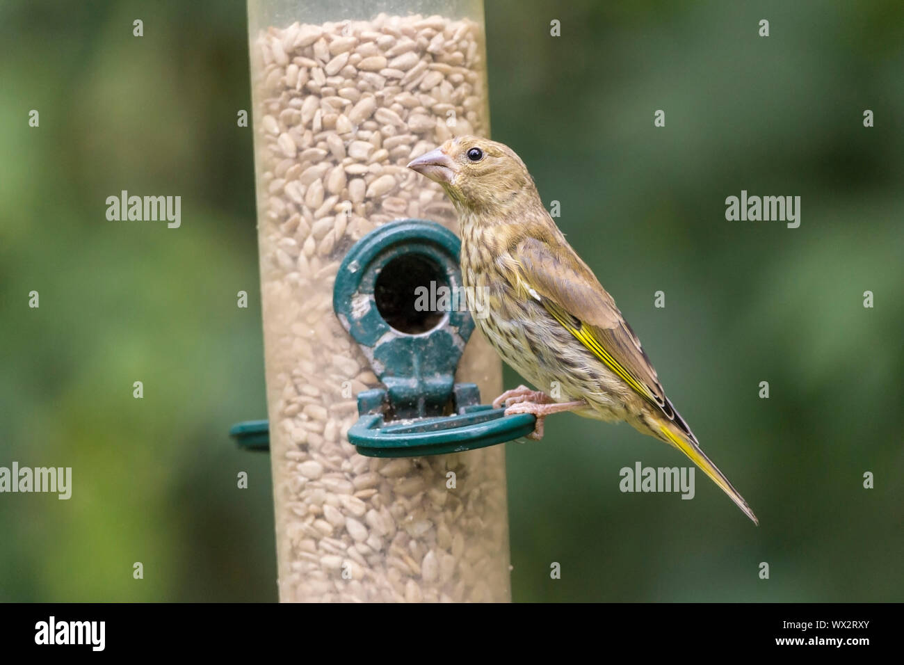 Verdone capretti striati piumaggio (Carduelis chloris) stout strong rosato bill conica ala giallo di patch e di lato di un po' di coda biforcuta. Foto Stock