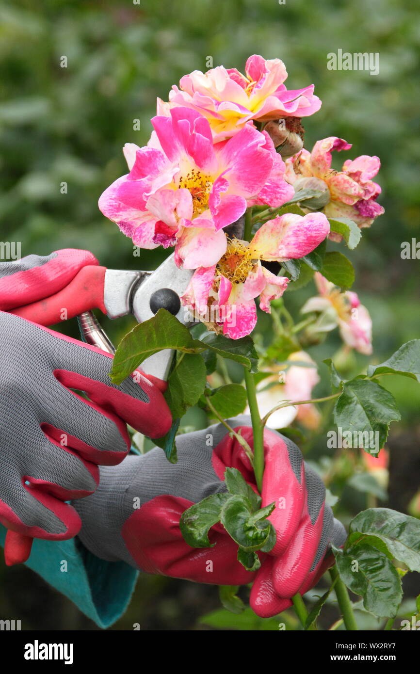 Rosa 'Champagne Cocktail'. Deadheading rose con secateurs per prolungare la fioritura per tutta l'estate. Foto Stock