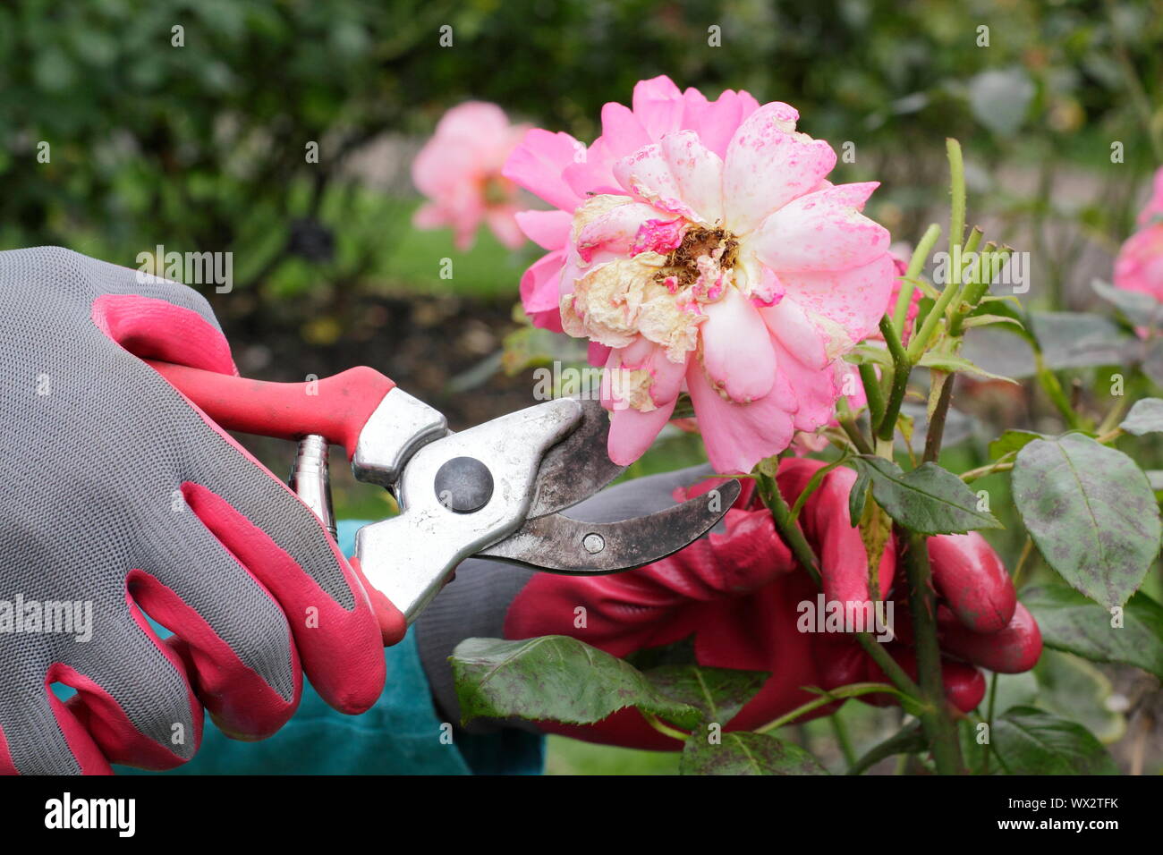 Rosa 'occhio catcher". Deadheading rose con secateurs per prolungare la fioritura per tutta l'estate. Foto Stock