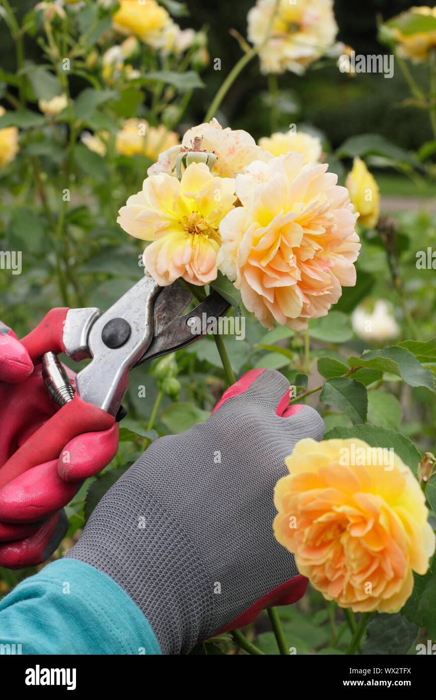 Rosa 'Molineux'. Deadheading rose con secateurs per prolungare la fioritura per tutta l'estate. Foto Stock