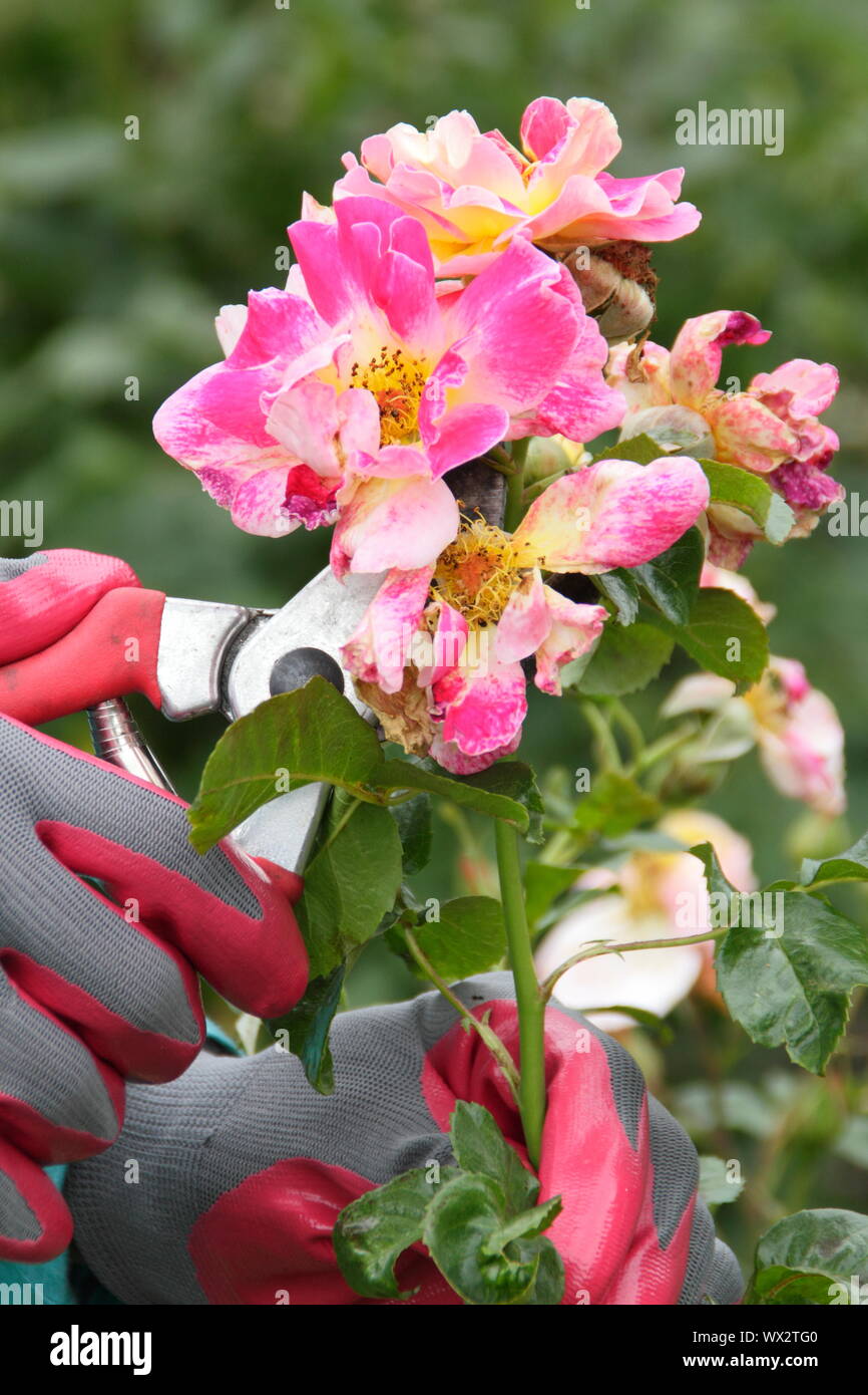 Rosa 'Champagne Cocktail'. Deadheading rose con secateurs per prolungare la fioritura per tutta l'estate. Foto Stock