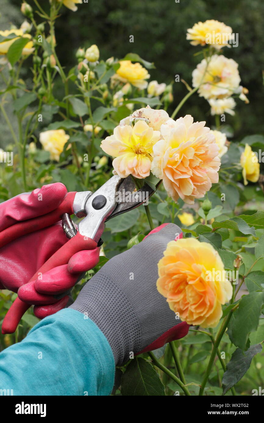 Rosa 'Molineux'. Deadheading rose con secateurs per prolungare la fioritura per tutta l'estate. Foto Stock