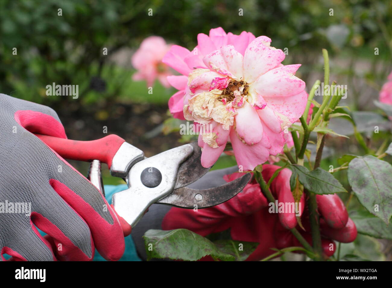 Rosa 'occhio catcher". Deadheading rose con secateurs per prolungare la fioritura per tutta l'estate. Foto Stock