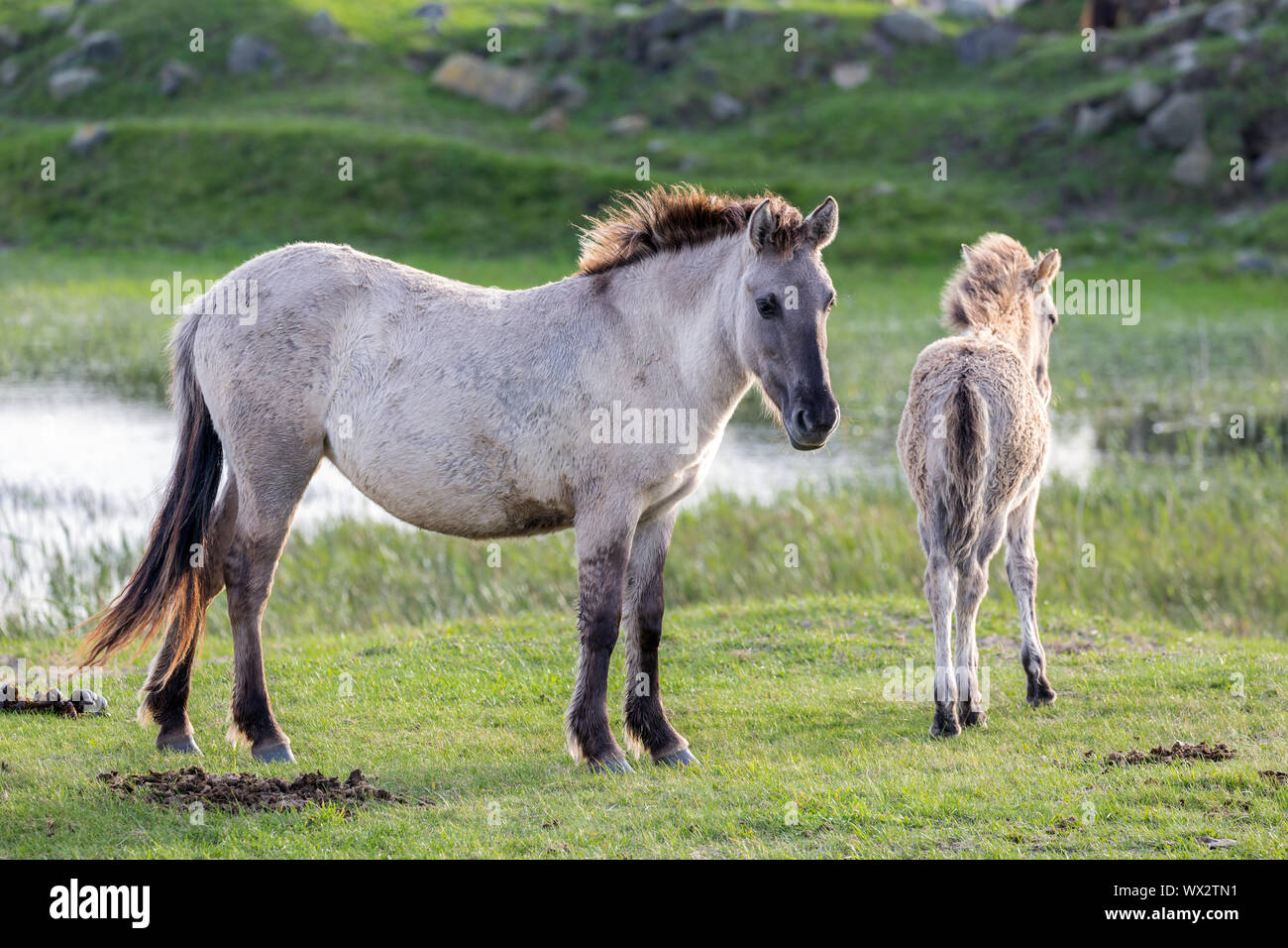 Dutch National Park Oostvaardersplassen con konik cavallo e puledro Foto Stock
