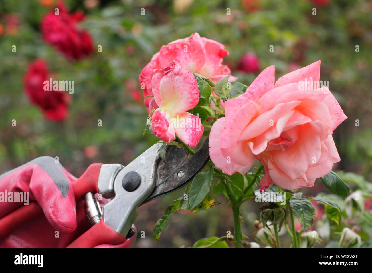 Rosa 'Champagne Cocktail'. Deadheading rose con secateurs per prolungare la fioritura per tutta l'estate. Foto Stock