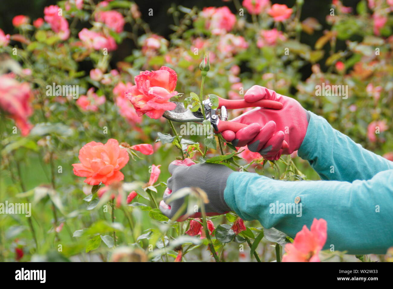 Rosa "Alexander". Deadheading rose con secateurs per prolungare la fioritura per tutta l'estate. Foto Stock