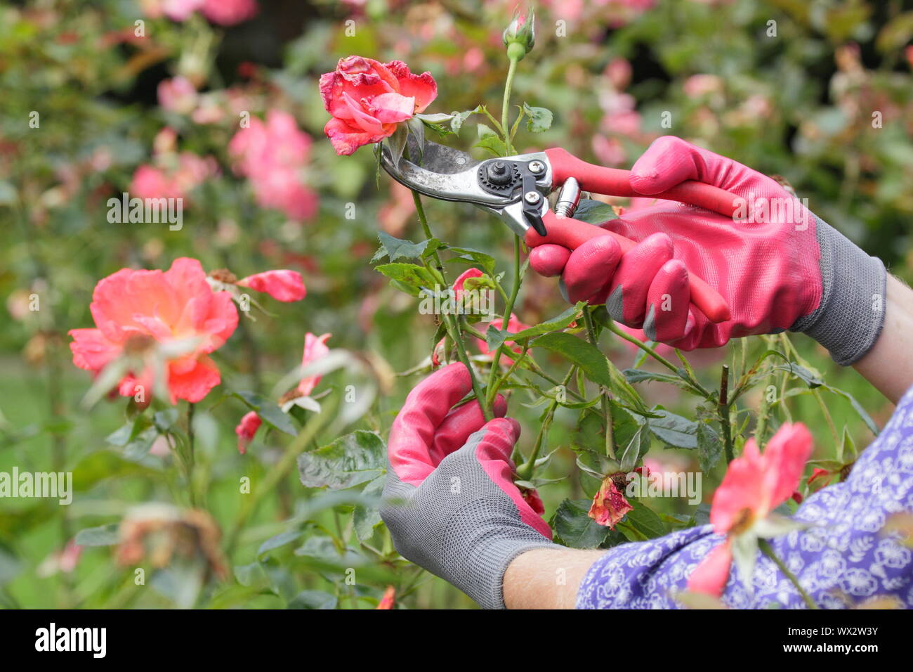 Rosa "Alexander". Deadheading rose con secateurs per prolungare la fioritura per tutta l'estate. Foto Stock