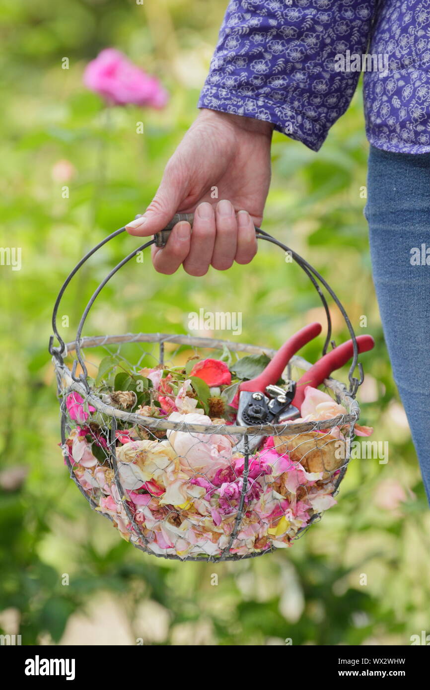 Rosa. Rosa sbiadito in fioritura, a vuoto per prolungare la fioritura, raccolti in un cesto in filo Foto Stock