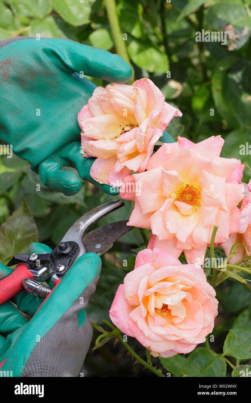 Rosa "nuova vita". Deadheading rose con secateurs per prolungare la fioritura per tutta l'estate. Foto Stock