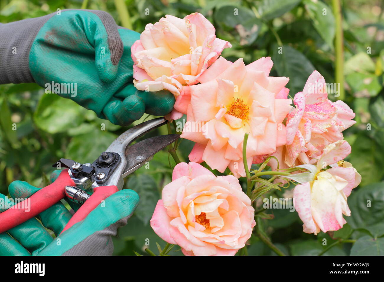 Rosa "nuova vita". Deadheading rose con secateurs per prolungare la fioritura per tutta l'estate. Foto Stock