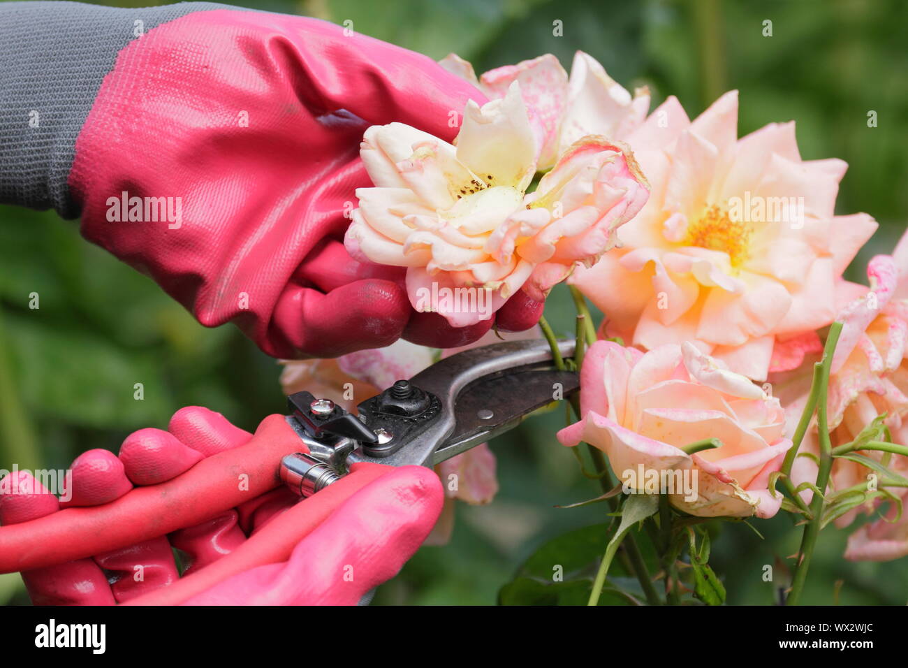 Rosa "nuova vita". Deadheading rose con secateurs per prolungare la fioritura per tutta l'estate. Foto Stock