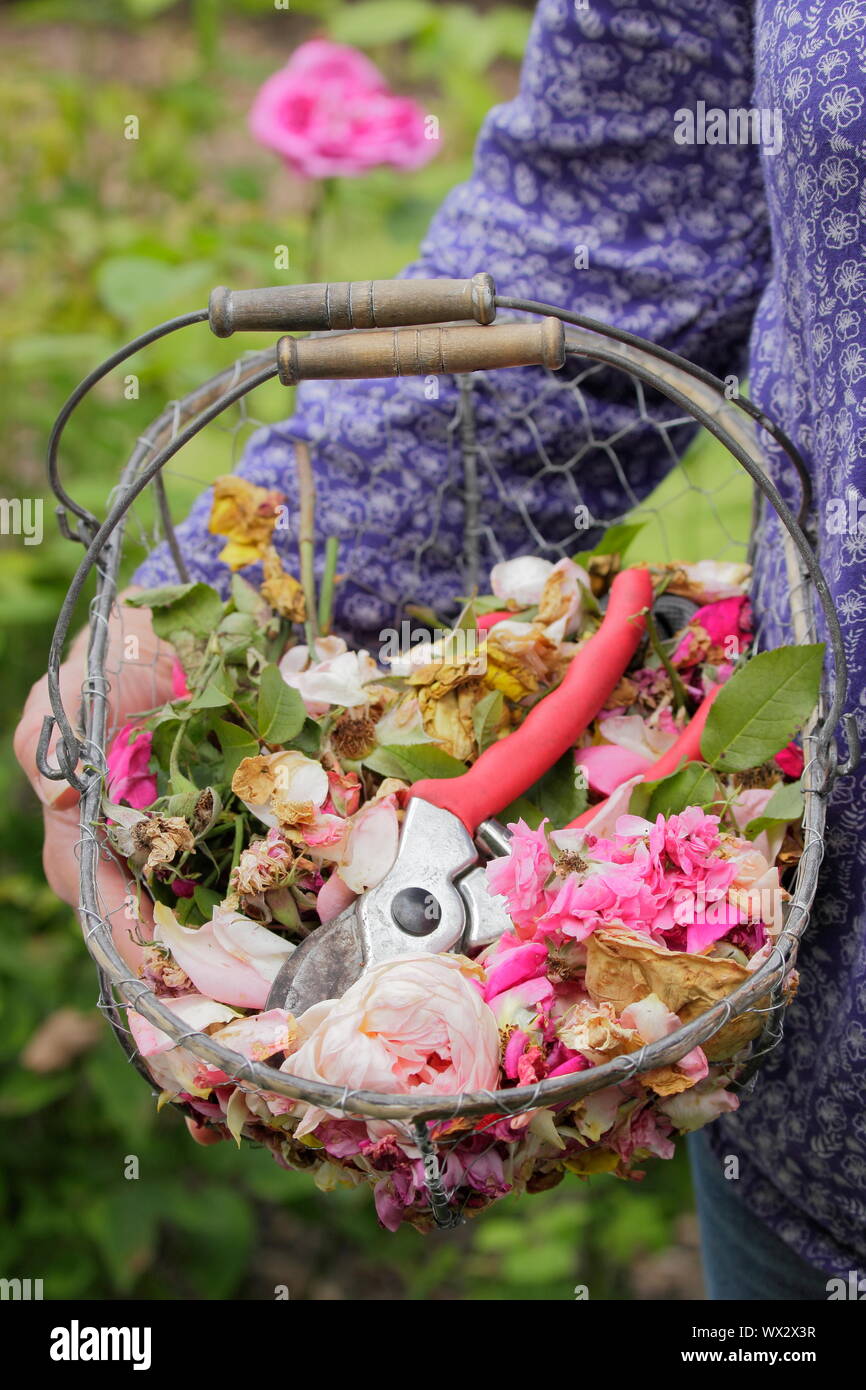 Rosa. Rosa sbiadito in fioritura, a vuoto per prolungare la fioritura, in un cesto in filo Foto Stock