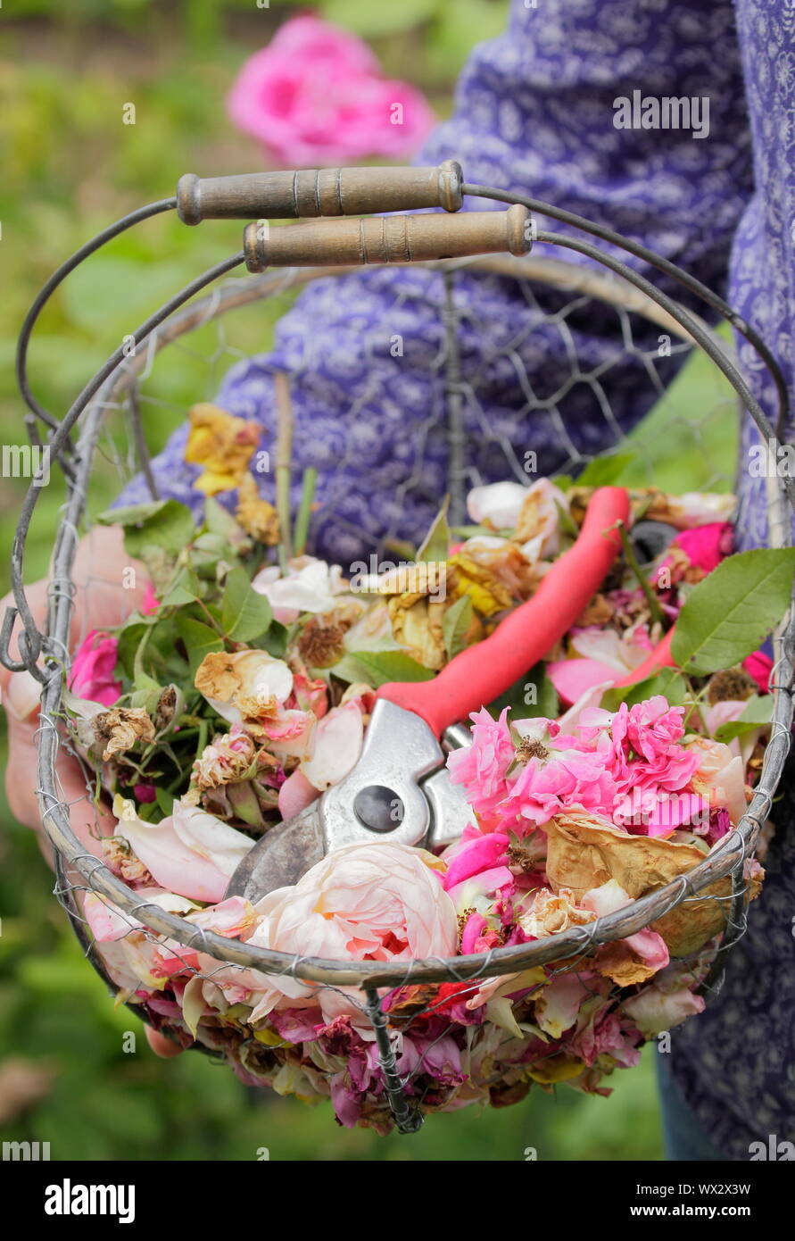 Rosa. Rosa sbiadito in fioritura, a vuoto per prolungare la fioritura, in un cesto in filo Foto Stock