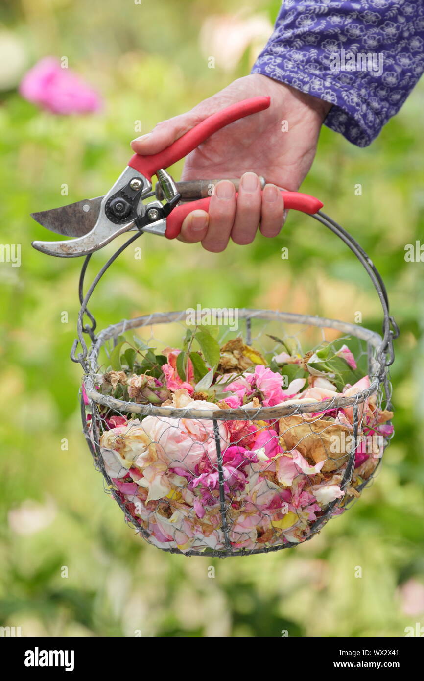 Rosa. Rosa sbiadito in fioritura, a vuoto per prolungare la fioritura, in un cesto in filo Foto Stock