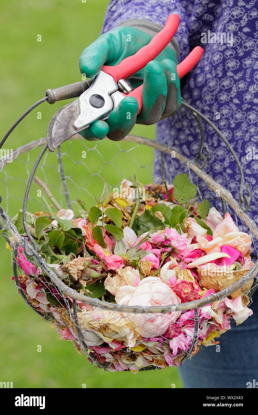 Rosa. Rosa sbiadito in fioritura, a vuoto per prolungare la fioritura, in un cesto in filo Foto Stock