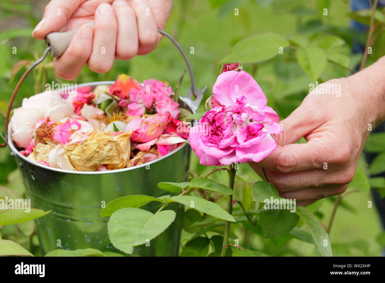 Rosa. Sbiadita Rose sboccia a vuoto per prolungare la fioritura Foto Stock