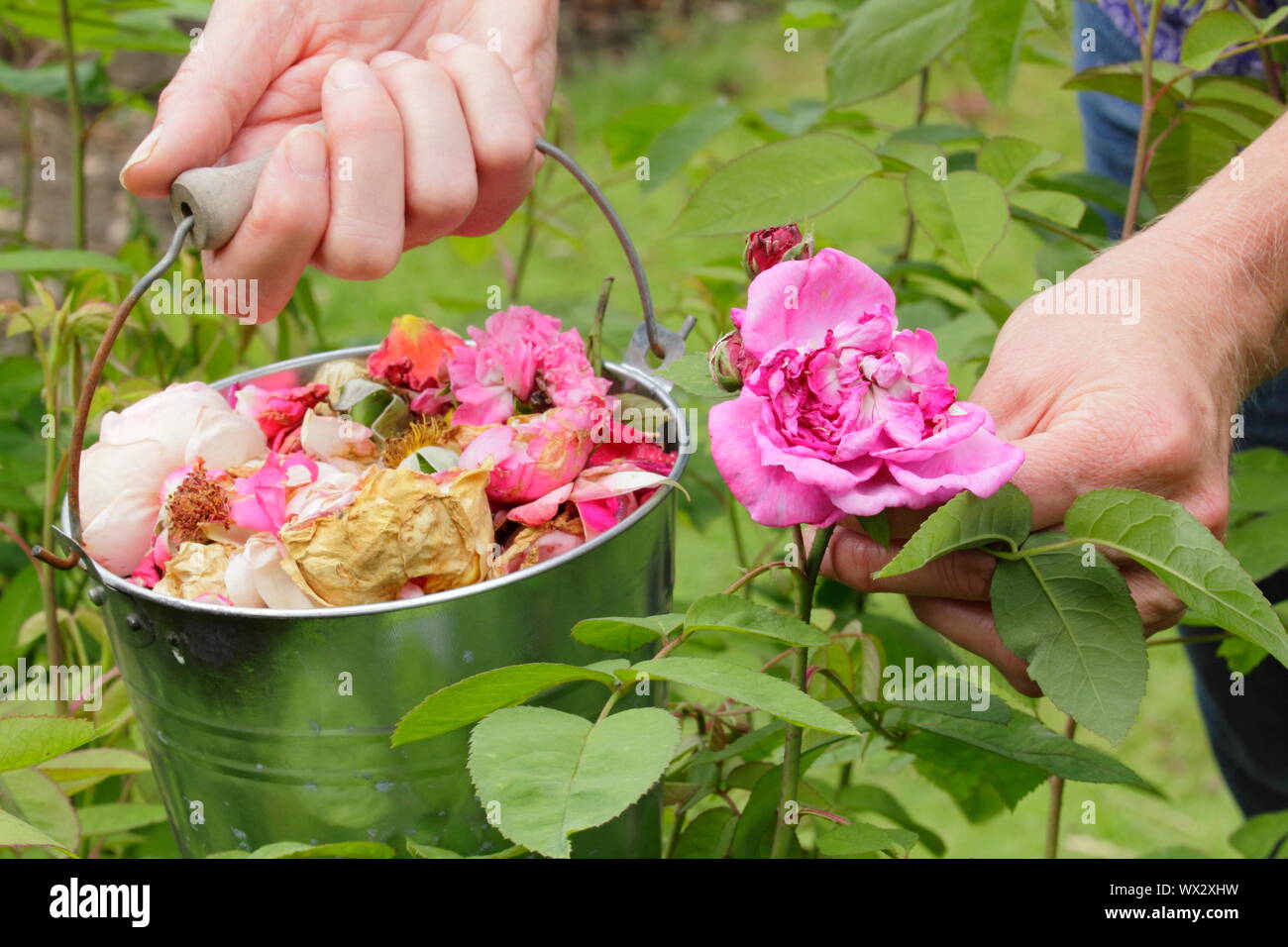 Rosa. Sbiadita Rose sboccia a vuoto per prolungare la fioritura Foto Stock