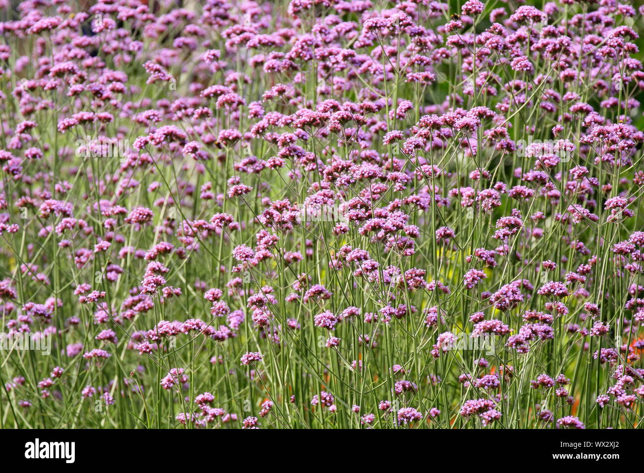 Verbena bonariensis fioritura in una tarda estate del confine Foto Stock