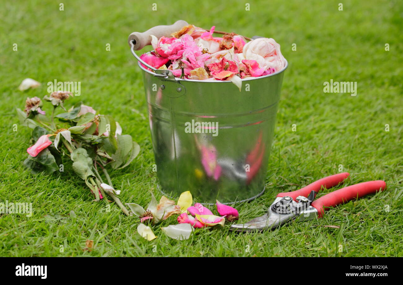 Rosa. Sbiadita Rose sboccia a vuoto per prolungare la fioritura Foto Stock