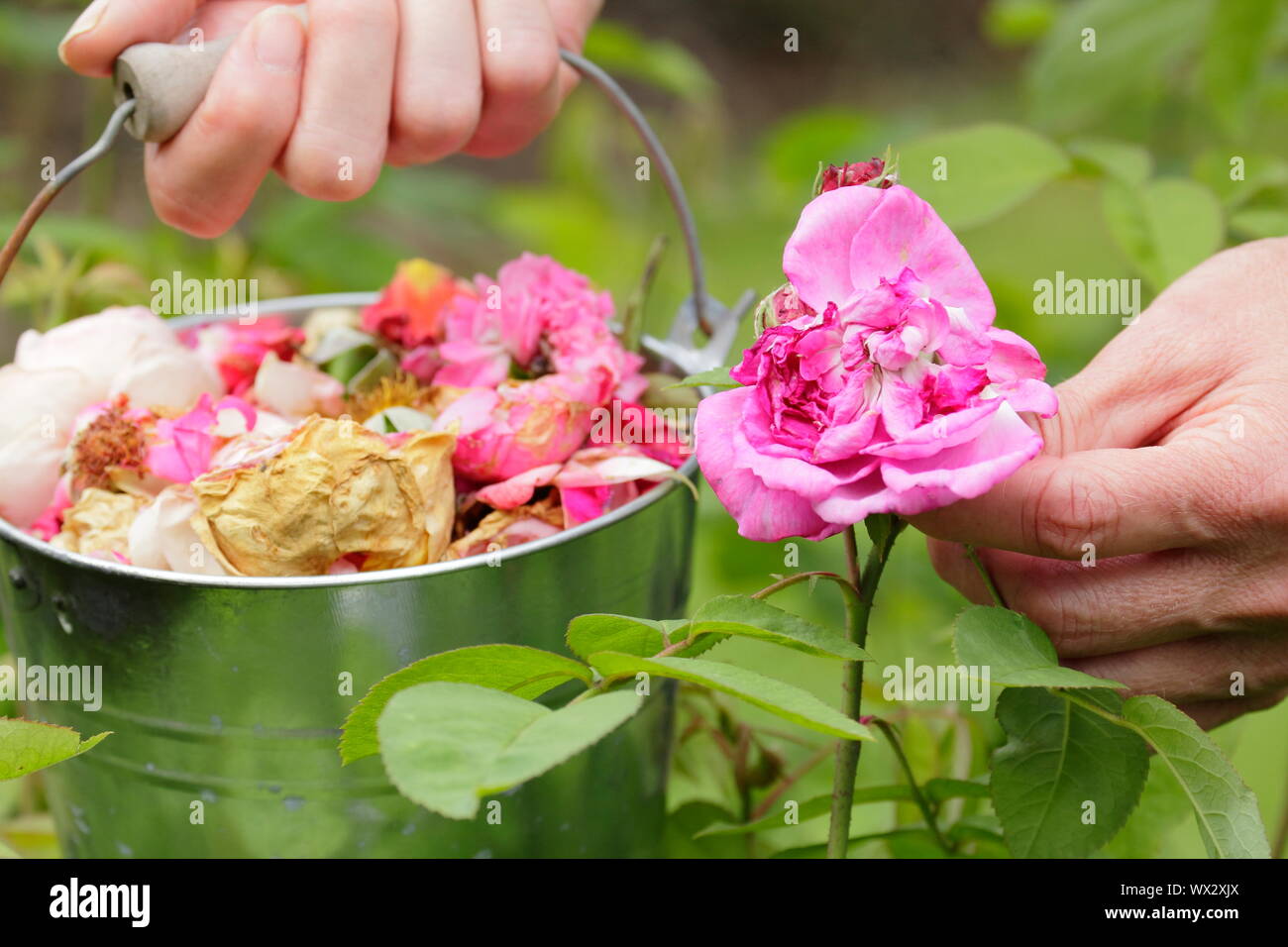 Rosa. Sbiadita Rose sboccia a vuoto per prolungare la fioritura Foto Stock