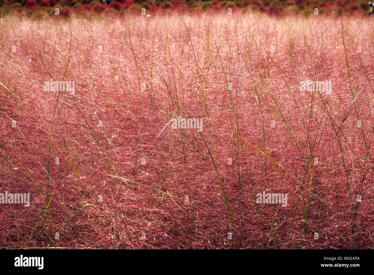 Rosa erba muhly Foto Stock